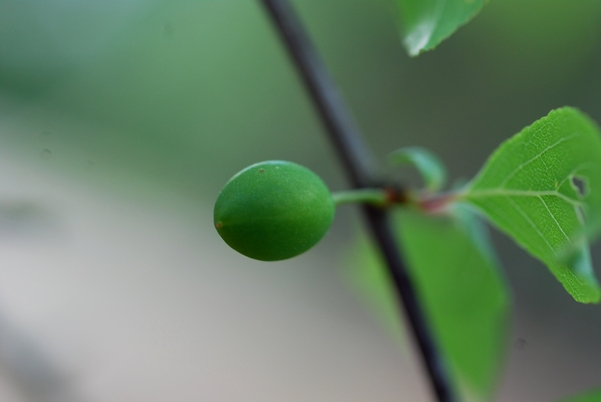 {Prunus umbellata}